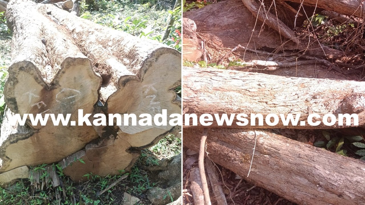 Forest officials abandon seized timber without transporting it Forest Departments actions raise suspicions