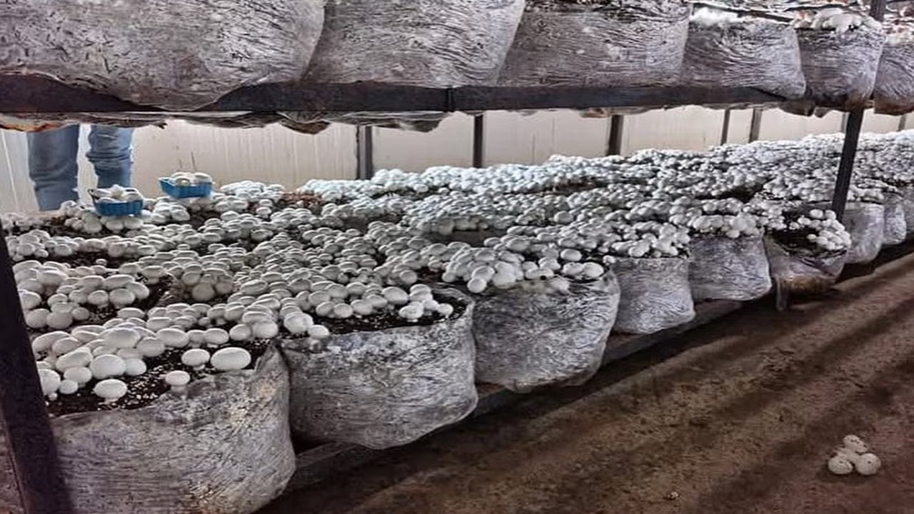 Mushroom Cultivation Training