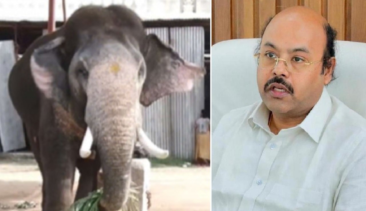 This time the elephant Prashantha will carry the golden howdah during the world-famous Mysuru Dasara